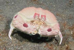 Box Crab - Lembeh Strait by Dale Treadway 